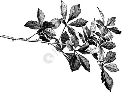 刺五加属植物复古插画图片