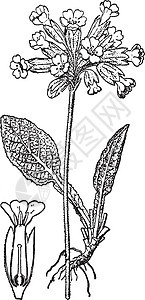 Cowslip 复古插画植物艺术绘画花朵插图白色黑色雕刻图片