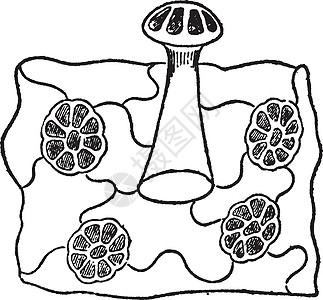 被困车内植物昆虫被困叶子卷曲猎物文摘复古错觉插画