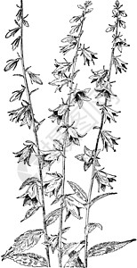 风铃草复古插画白色绘画植物艺术雕刻插图黑色图片