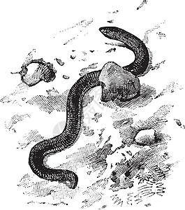 达特蛇 古董插图图片