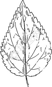 古董插图白色植物绘画黑色楔形雕刻花萼树叶艺术图片