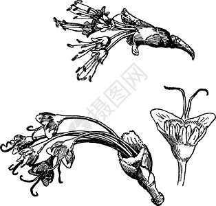 红枫复古插画雕刻绘画白色红色黑色沼泽插图艺术图片