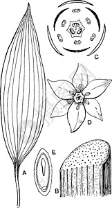 单子叶植物形态学复古插画图片