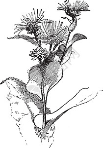 土木香复古插画白色向日葵家庭插图绘画黑色菊科愈合雕刻植物图片
