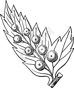 Aspidium 复古插图的 Pinnule图片