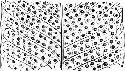 复古插画白色雕刻艺术绘画宽度叶子插图黑色图片