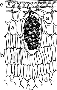 古代图解组织艺术白色黑色实质雕刻橡皮筋解剖学植物绘画图片