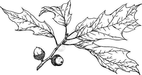 复古插画的分支叶状白色绘画边距艺术雕刻树叶黑色叶子锯齿状图片