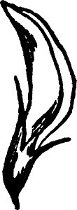 白色的Clover 古董插图艺术三叶草绘画黑色花瓣雕刻背景图片