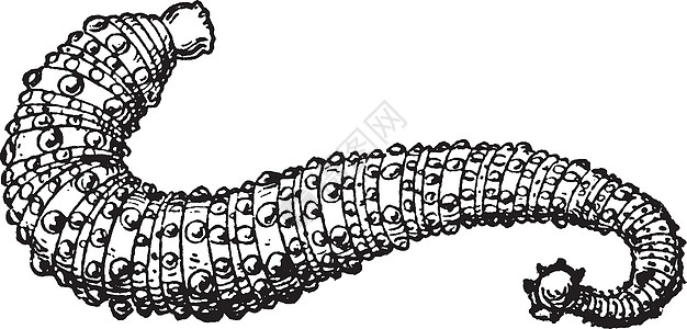 陈年插图绘画水蛭雕刻白色黑色艺术寄生虫图片