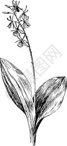 大 Twayblade 复古插画背景图片