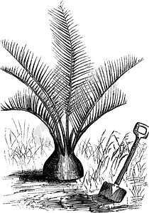竹芋复古插画白色植物艺术淀粉黑色插图绘画根状茎树叶砧木图片