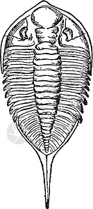 古代插图翅目尼人艺术三叶虫白色黑色绘画雕刻图片