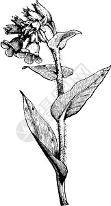 复古插画粉色毛毛虫雕刻草本植物艺术植物根状茎树叶绘画插图图片