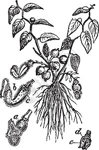 马兜铃复古插画植物草本雕刻灌木艺术树叶黑色插图绘画白色图片