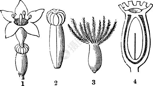 缬草复古插画花萼植物插图雕刻水果白色艺术绘画黑色种子图片