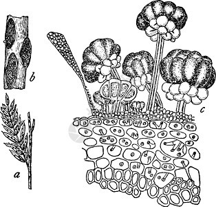 古董插图黑色白色艺术雕刻菌类绘画孢子寄生虫植物图片