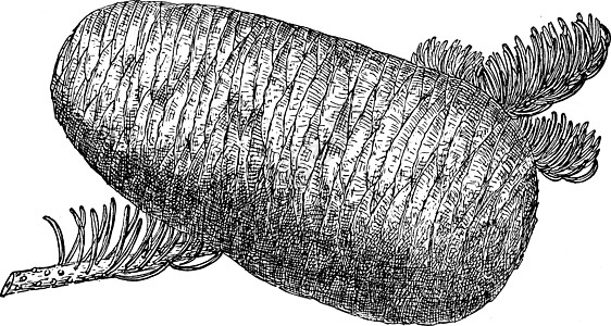 高贵的冷杉复古插图的松果图片