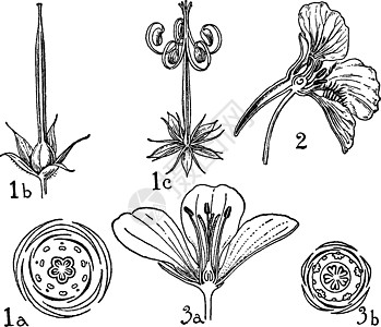 Geraniaceae 和Linacee老年病的命令图片