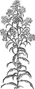 古董插图黑色花瓣树叶白色绘画雕刻艺术图片