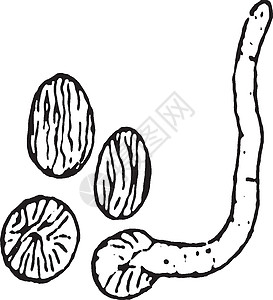 古典插图雕刻绘画孢子囊白色黑色艺术模具菌丝体图片