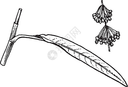 羊蹄复古插画艺术黑色雕刻绘画叶子白色插图图片