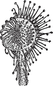 茅膏菜复古插画雕刻绘画圆叶白色触手插图植物刺激艺术纤维图片