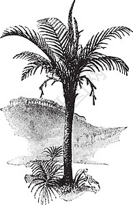 西米棕榈复古插画黑色艺术植物树叶树干插图食物绿色白色绘画图片