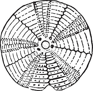 海胆 古董插图背景图片