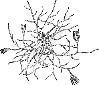 古老的插图绘画艺术黑色青霉菌类菌丝体白色雕刻图片