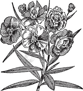 夹竹桃复古插画灌木雕刻插图白色艺术绘画桂冠玫瑰黑色背景图片