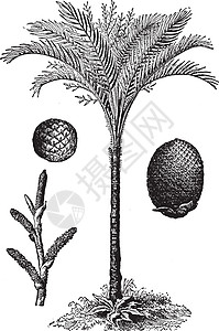 印度西米棕榈复古插画图片