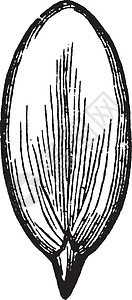 壁球复古插画艺术绘画植物胚珠白色胚胎插图雕刻黑色图片