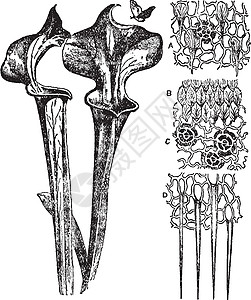 古代插图绘画腺体艺术白色黑色雕刻图片