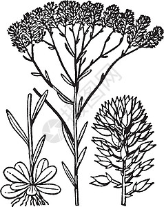 多加拉古代插图雕刻白色植物艺术黑色绘画志科图片