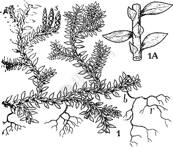 卷柏复古插画雕刻白色黑色绘画栽培植物插图球菌艺术图片