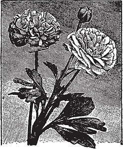 毛茛属复古插画树叶绘画花瓣艺术白色插图雕刻黑色图片