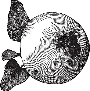 蠕虫苹果复古插画白色雕刻艺术水果绘画插图黑色图片