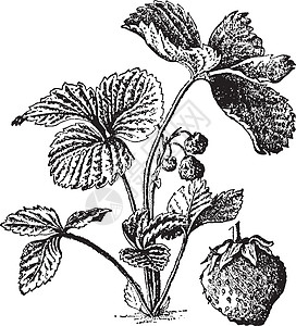 草莓复古插画艺术插图水果雕刻黑色白色绘画图片