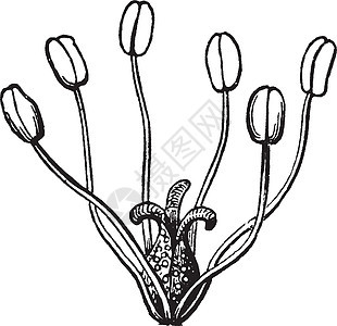 Saururus 古代图例白色绘画黑色艺术插图植物尖端蜥蜴尾巴雕刻图片