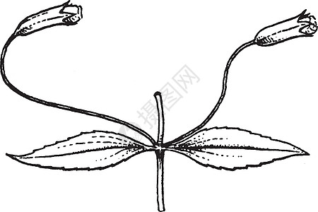 米穆卢斯古老的插图图片