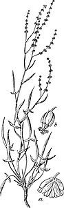 女性 Rumex 复古插画图片