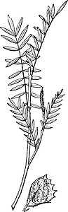 Sanfoin古老插图黑色白色雕刻树叶羽状艺术绘画植物图片