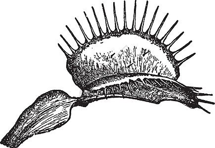 维纳斯捕蝇器复古插画白色艺术插图树叶黑色雕刻捕蝇草植物陷阱叶子背景图片