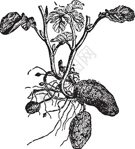 马铃薯复古插画块状绘画植物艺术淀粉插图雕刻黑色白色图片