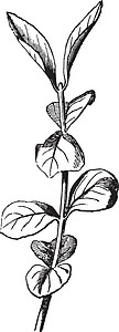 陈年插图灌木艺术白色雕刻绘画黑色水果植物树叶披针形图片