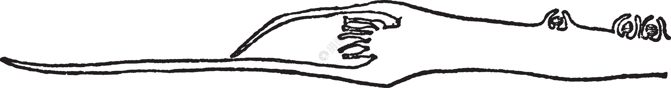 复古插画白色插图黑色艺术雕刻绘画菌体花药背景图片