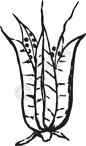 Pod 复古插画艺术白色黑色插图绘画雕刻种子豆荚背景图片