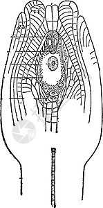 Ovule 古代插图背景图片